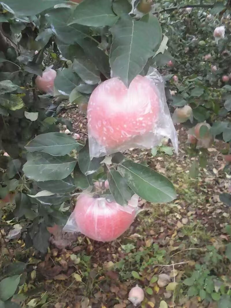 苹果