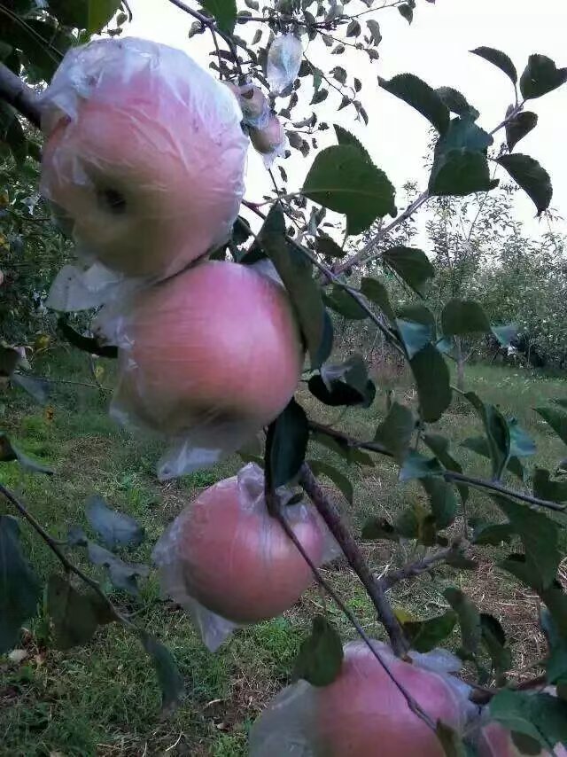 苹果