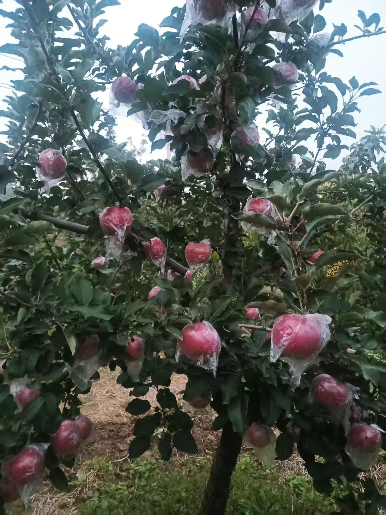 苹果产地实拍