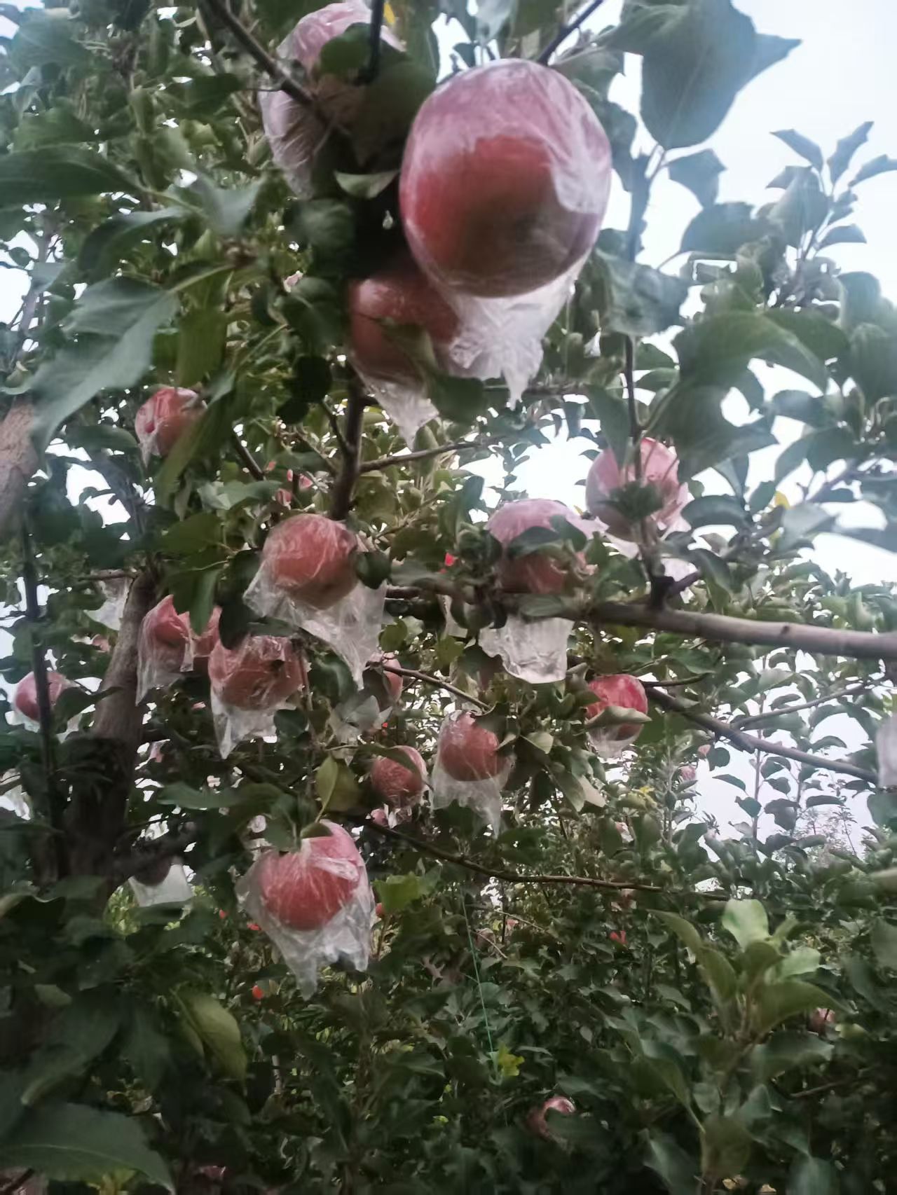 苹果产地实拍