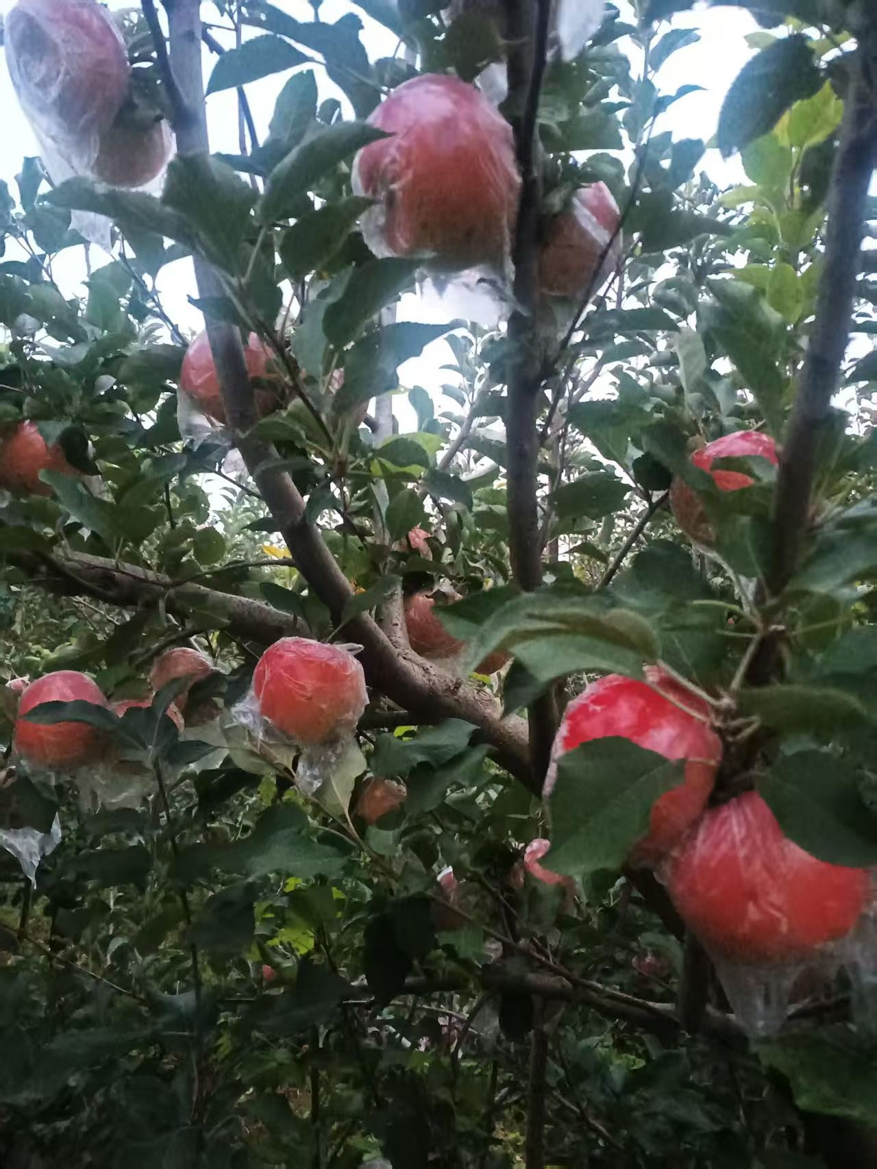 苹果产地实拍