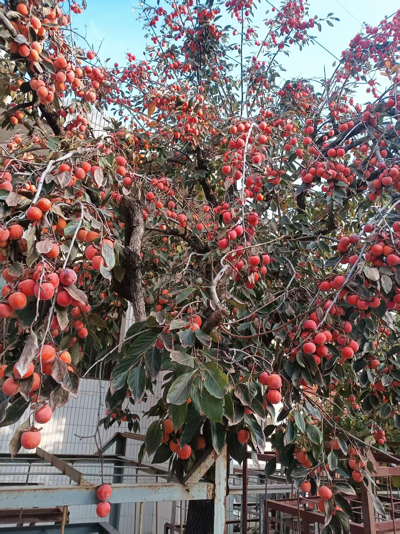 苹果